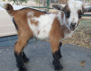 Nigerian Dwarf dairy goats for sale in NM